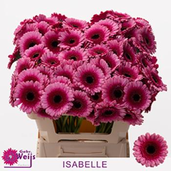 Gerbera ISABELLE